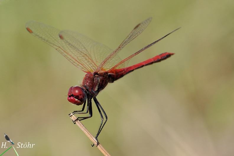 Sympetrum fonscolombii.jpg